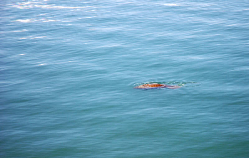 While waiting for the engineers to troubleshoot our bow thruster issue, we saw a small manatee just off our bow.