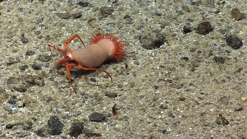 This hermit crab uses an anemone instead of a shell!