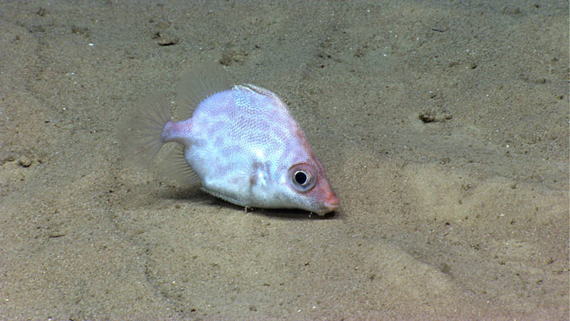 A slender dory (<em>Parazen pacificus</em>) was imaged puffing up the sediment, possibly trying to feed.