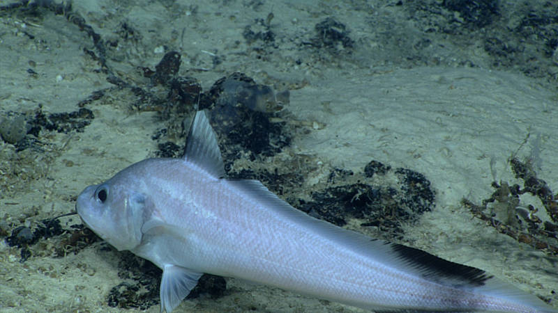Gadomus arcuatus has a long chin barbel for searching for food and long tactile rays.