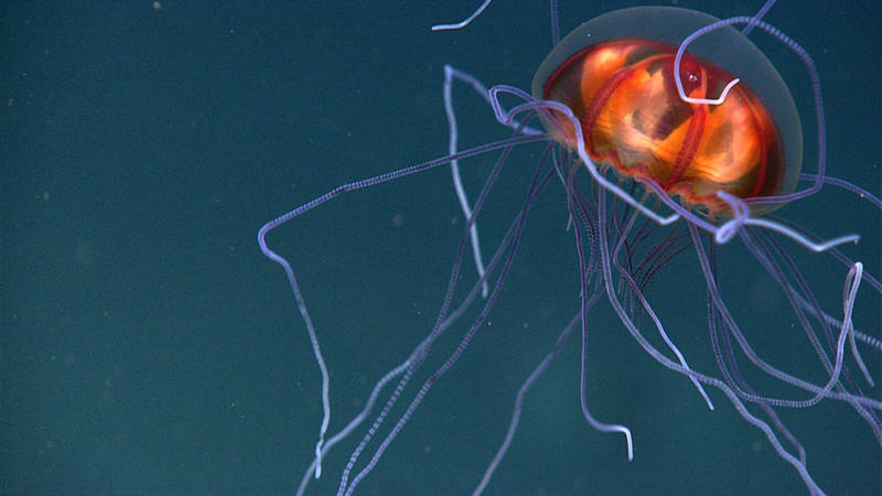 This beautiful hydromedusa was seen at about 3,900 meters during Dive 4.