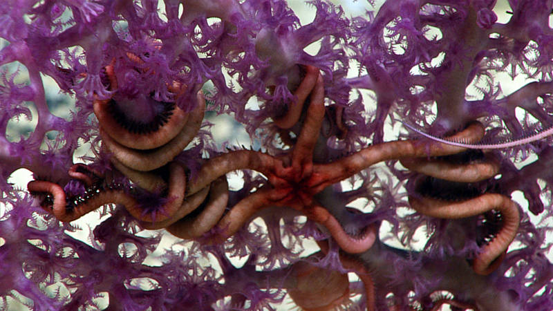 Brittle stars and squat lobsters are some of the most common associates that we see in corals.
