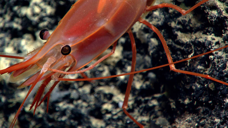 In the dark of the deep sea, this shrimp would appear black.