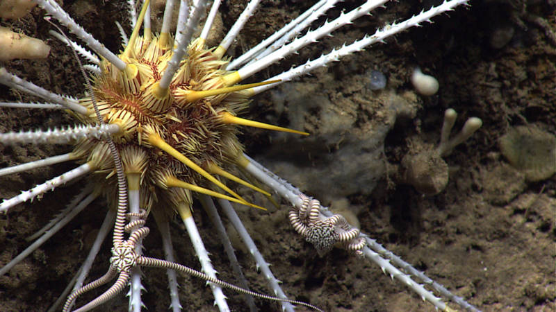 This urchin was particularly interesting due to its barbed spines and brittle star associates.