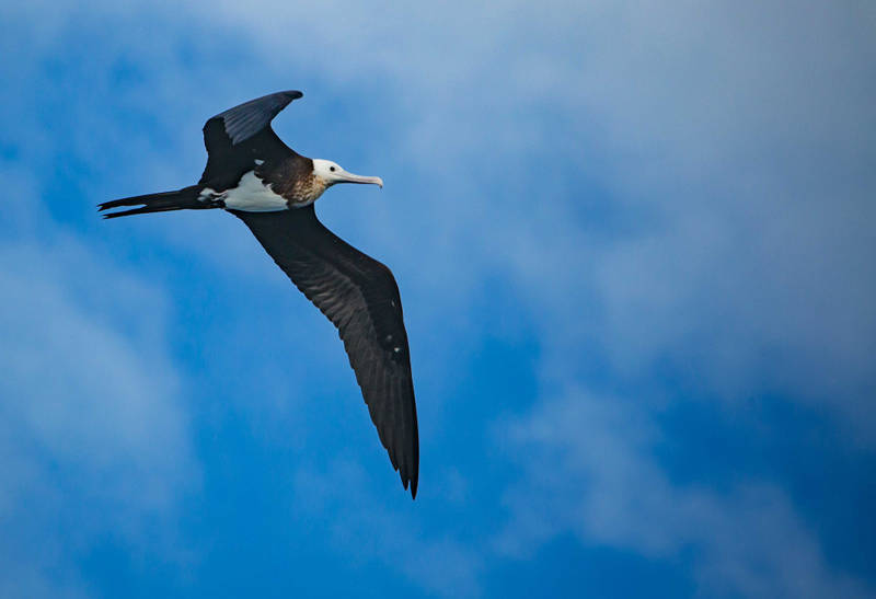 When NOAA Ship Okeanos Explorer arrived offshore of Tern Island at French Frigate Shoals, dozens of sea birds flew out to investigate the ship. These included Great Frigate birds, or 'Iwa,' which are often seen in the Northwestern Hawaiian Islands. Iwa (which means thief in Hawaiian) are infamous for stealing the food of other seabirds, but catch most of their food on their own.