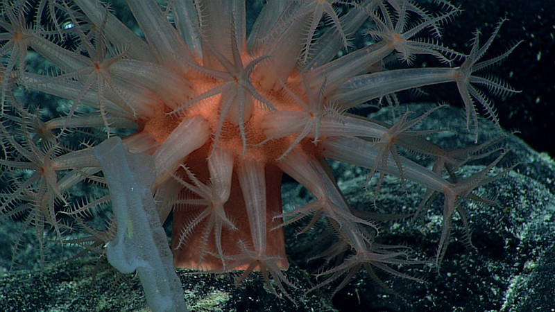 The Deep Discoverer remotely operated vehicle gets a close up of a mushroom coral at almost 2,000 meters.
