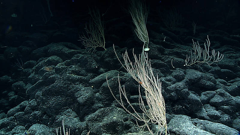 ROV, Deep Discoverer, explores a coral wall at North French Frigate Shoals Seamount.
