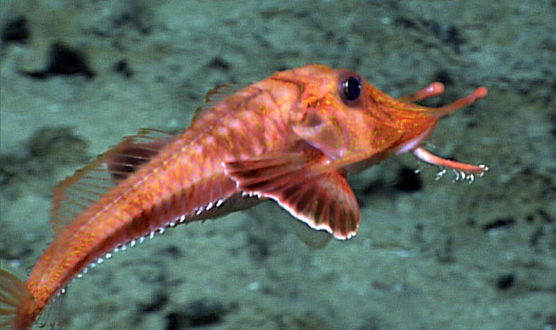 The armored searobin, Scalicus engyceros, was one of the fishes David Starr Jordan reported among the specimens floating offshore of a 1919 lava flow from Mauna Loa. We photographed this individual during the August 29, 2015, Okeanos Explorer remotely operated vehicle dive off Keahole Point, several miles north of the 1919 lava flow on the Kona Coast of Hawaii Island. 