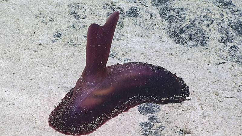 A sea cucumber (Holothuroidea, Psychropotes sp.) seen at 2,690 meters depth in Maro Crater during Leg 2 of the Hohonu Moana expedition. Sea cucumbers are “deposit feeders,” animals that ingest mud and sand grains to extract the organic material that has accumulated on the bottom after sinking through the water column.