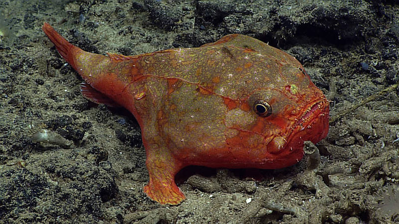 The sea toad, Chaunax umbrinus, a type of deep-sea angler fish, was seen at 328 meters depth off the southwest tip of Ni’ihau. The yellowish frilly structure in the center of its forehead is used as a lure