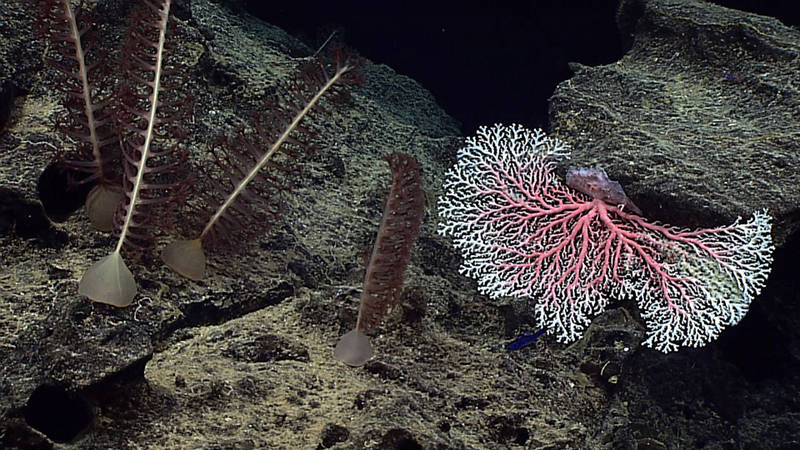 Several rock pens – a type of sea pen adapted to live on a hard bottom by modifying the peduncle (the large swollen structure at the base) into a form of suction-cup – grow alongside a precious pink coral, Pleurocorallium secundum, at 433 meters depth off the southwest tip of Ni’ihau. A neon blue fish, Epigonus glossodontusis, can be seen swimming past the lower edge of the Pleurocorallium.
