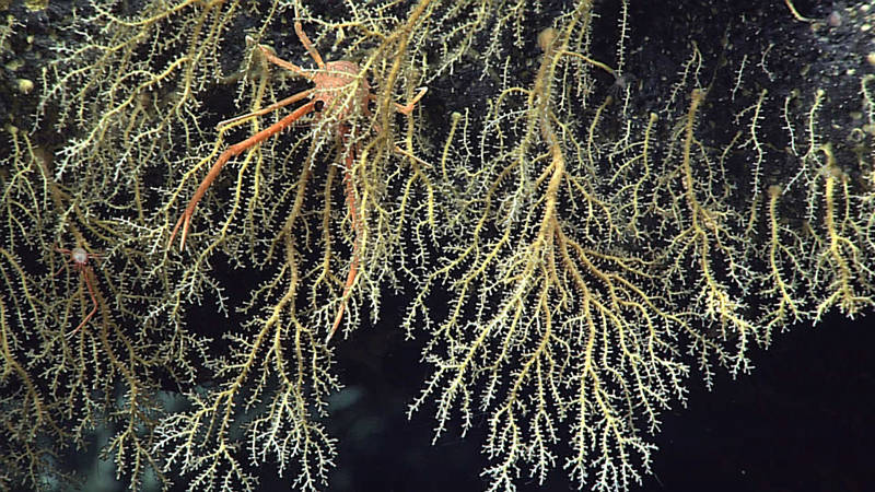 Several colonies of the hydroid Hydrodendron gorgonoide extend from a rock at 566 m depth off the SW tip of Ni’ihau. Two squat lobsters can be seen in their branches.