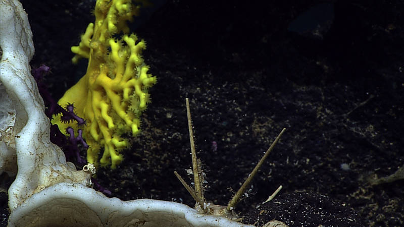 Two different species of stony coral, both in the genus Enallopsammia, one purple and one yellow, grow next to one another. In the foreground is the edge of a sponge, from behind which extend the thick spines of a cidarid sea urchin. The photo was taken at 477 meters depth off the southwest tip of Ni’ihau.