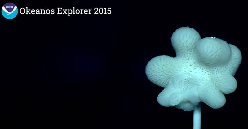 Megan Conklin: The magnificent glass sponge Caulophacus, also known as the white mushroom sponge, was observed on South Karin Ridge during Leg 4 Dive 9 on the Okeanos Explorer with the Deep Discoverer remotely operated vehicle. This amazing opportunity has enabled us to see new and unchartered areas of the deep ocean as well as observe both familiar and unidentified organisms.