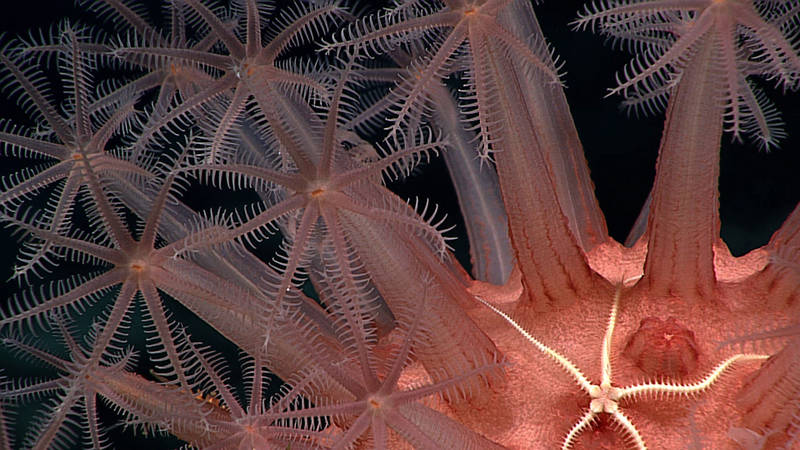 Although Anthosmastus may not be the biggest octocoral, it still provides habitat for other organisms, like this brittle star.