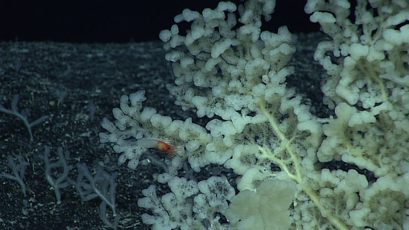 Close-up view of branched deep-sea sponges documented on Dive 10 at Mid Karin Ridge.