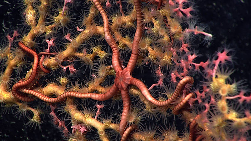 Deep-sea corals provide habitat for a variety of organisms. Here a brittle star has taken up residence on an octocoral (pink) that is being overgrown by a zooanthid (yellow).