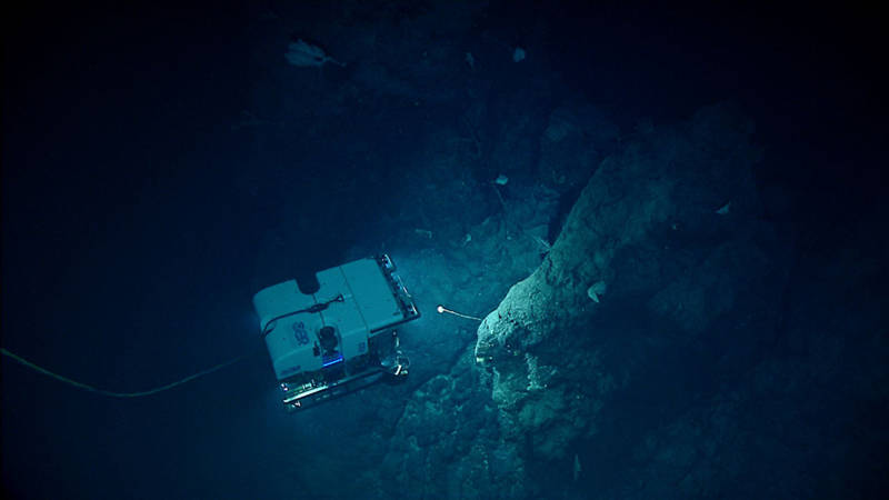 ROV Deep Discoverer (D2) images a stalked sponge. In the background, you can see a number of deep-sea corals and sponges at the edge of D2’s light pool.
