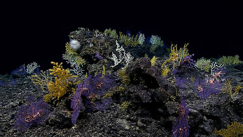 Image of a high-density coral community encountered on the ridge crest of Swordfish Seamount at ~1,000 meters depth. Located in the Geologists Seamounts group, this was the first ROV dive ever conducted on Swordfish Seamount.