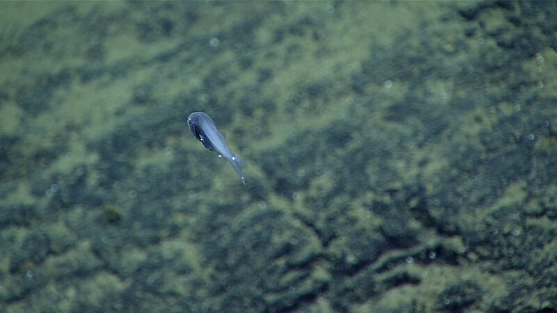 This pricklefish was seen at nearly 5,000 meters at the edge of the Sirena Deep. The white spots are a parasitic isopod.