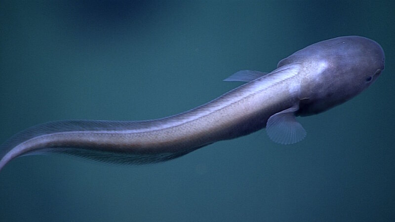 This fish was seen during a dive at Hadal Wall.