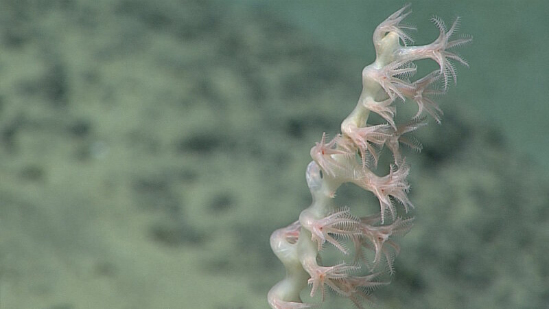 A view of the tip of a branch of a bamboo coral showing a dozen or so polyps.
