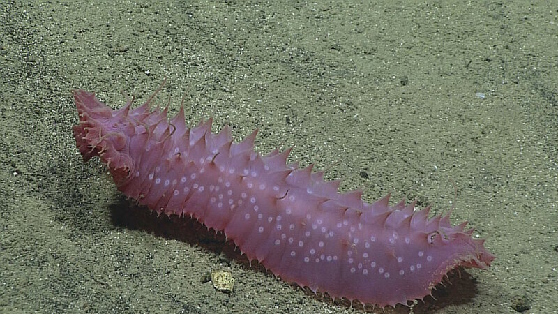 Sea cucumbers were one of the more common organisms seen on Leg 3 at almost every depth surveyed. This one was observed at Explorer Ridge Deep.