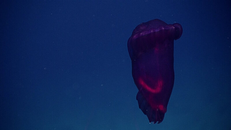 This sea cucumber was seen at Hadal Ridge in the Mariana Trench on June 21, 2016.