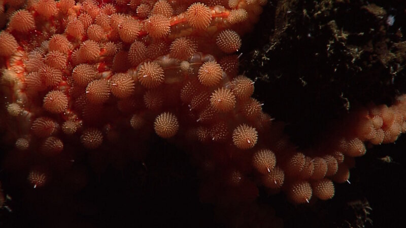 In this image, all of the round structures on the surface are actually spines. Each one of these spines carries a big ball of bear trap-like claws called pedicellariae which can be used to defend the organism or to feed on prey. Most times these animals have been observed they have been splayed out on the ocean floor- I’ve never observed one tucked into a crevice like this before. The way that this animal has its main disk and arms tucked away with spines and defensive batteries extended is consistent with this species’ soft and elongate arms.