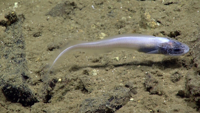 This pale white cusk eel was photographed at about 5,000 meters depth at Sirena Canyon.