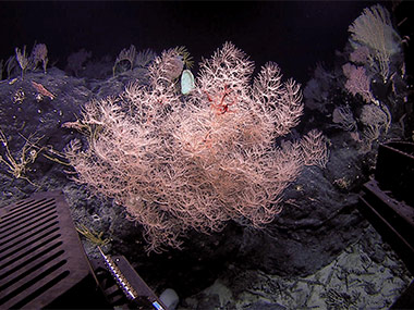 Deep Discoverer images a high-density coral community in the Pacific Remote Islands Marine National Monument.