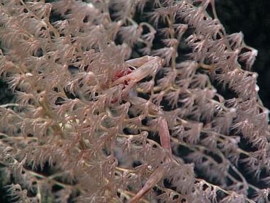 A squat lobster at home in its octocoral.