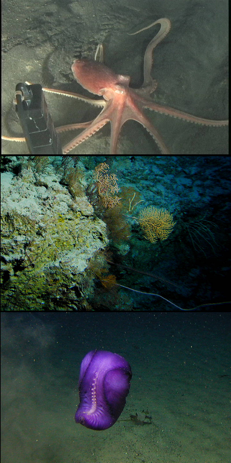 Some of the fauna observed in American Samoa during dives with the Pisces V deep-diving manned submersible in 2005.