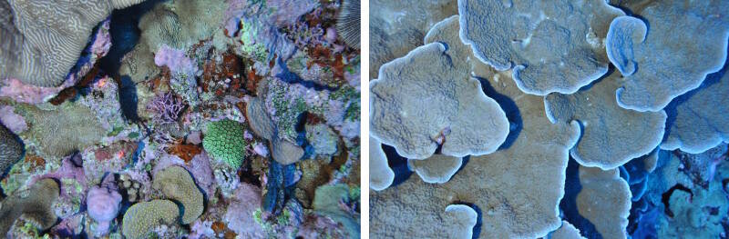 Mesophotic reef habitat (around 50 - 60 meters) in American Samoa showing thriving coral population.