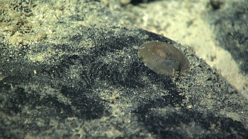 Close up of a monoplacophoran mollusk, which may be the animal responsible with the trails of 'clean' rock observed throughout the dive.