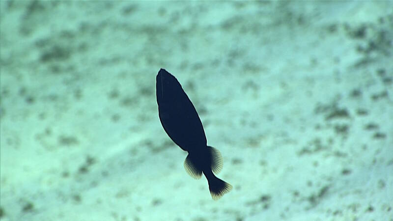 This Gadomus sp. is related to the rattails, characterized by long, thin projections on its fins.