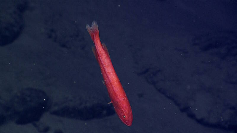 A velvet whalefish covered with gnathiid isopod parasites was observed for the first time this expedition at ~1,300 meters.