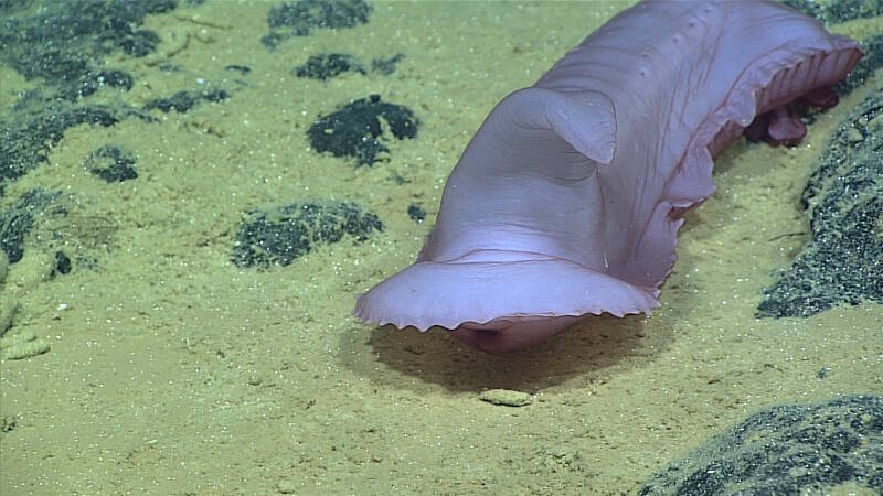 The purple holothurian, Psychropotes sp., feeds on organic sediment deposits on the rocky substrate. This species has a distinct sail over its posterior end. The function of the sail or what the animal uses it for isn't very clear.