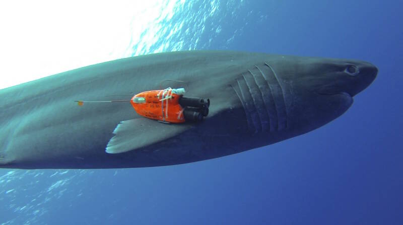 A bluntose sixgill shark is tagged with an accelerometer/magnetometer camera logger by Dr. Carl Meyer and Dr. Itsumi Nakamura off Hawaii.
