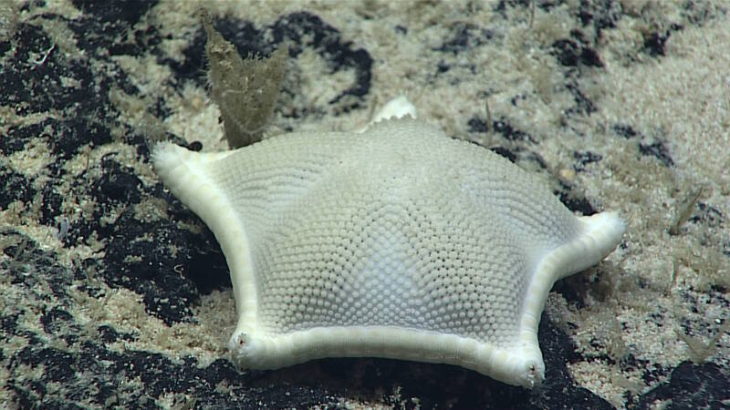 This Ceramaster “cookie star” was imaged during Dive 03 of this expedition at Carondelet Reef.