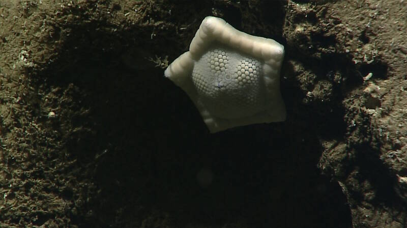 This Plinthaster “cookie” sea star was imaged during dive ten of this expedition at a shallow site within Howland Island.
