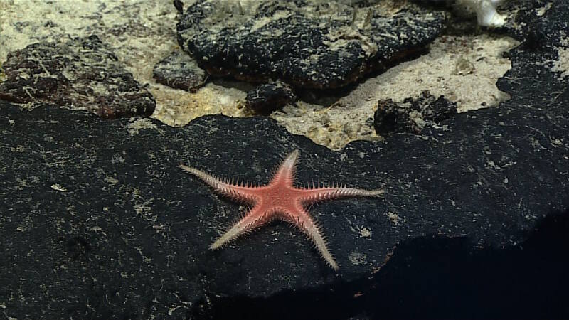 This benthopectinid sea star was also imaged during Dive 04 of the expedition at an unnamed seamount in the Tokelau Seamount Chain.