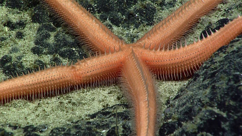 This Zoroaster sea star was imaged during the second dive at Titov Seamount of this expedition. Note the bristling series of spines present along the arm radius as well as along the sides of the arms. These aren't casual or fragile structures; I've worked with these starfish specimens on ships and in museums—the spines are quite sharp and can penetrate thin rubber gloves.