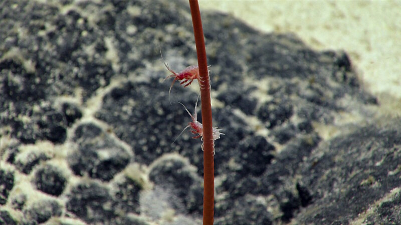 Pair of amphipods “fishing” from their perch on a red stalked crinoid.