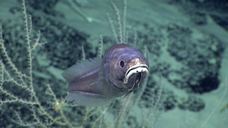 This cusk eel was found at approximately 2,175 meters (7,135 feet) during the third dive of the expedition.