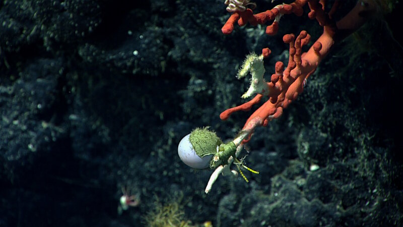 The round purple object on this bubblegum coral is in fact a dumbo octopus egg. It was seen while exploring at a depth of ~1,630 meters (~5,350 feet) at the seamount dubbed “Kahalewai”. We saw a similar egg on the Discovering the Deep: Exploring Remote Pacific Marine Protected Areas expedition.
