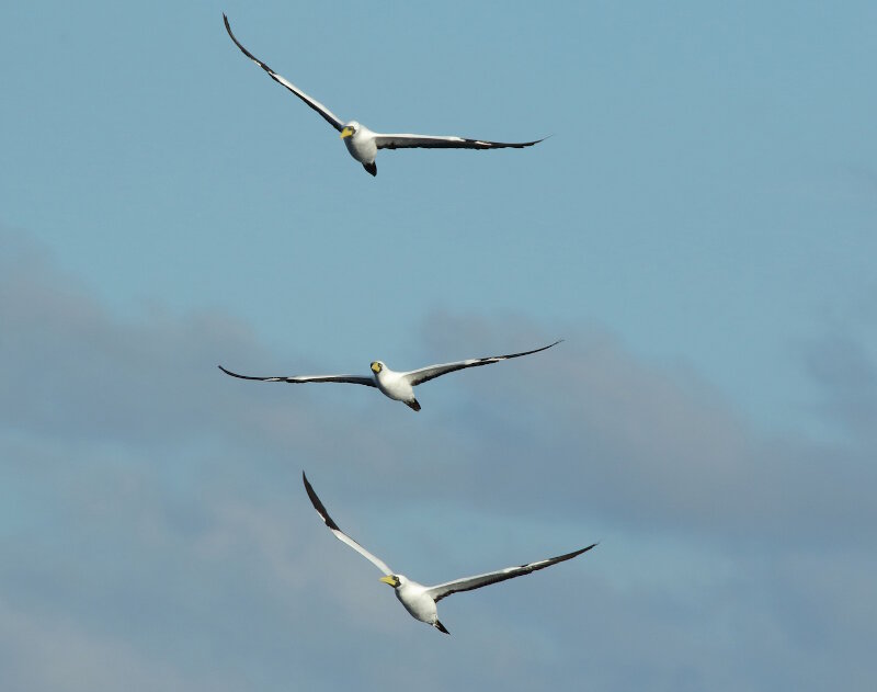 A trio of Masked Boobies passes by the ship off Jarvis Island.