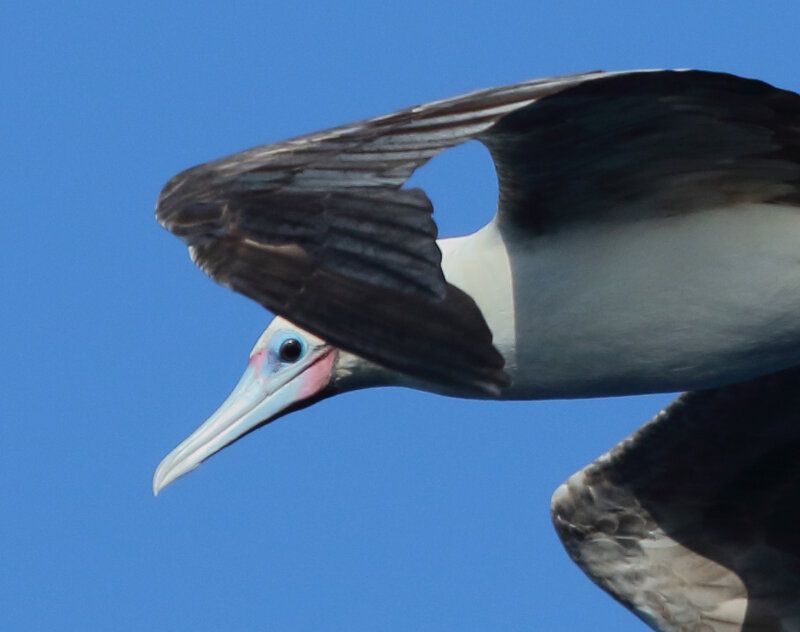 Red-footed Booby.