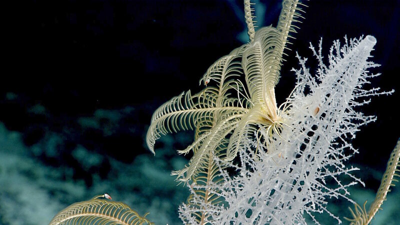 Sponge with crinoids, seen during Dive 03 of the expedition.