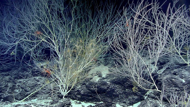 Thicket of bamboo corals on a rock ridge with rippled carbonate sand on both sides. The corals are habitat for crinoids, brittle stars, and squat lobster.